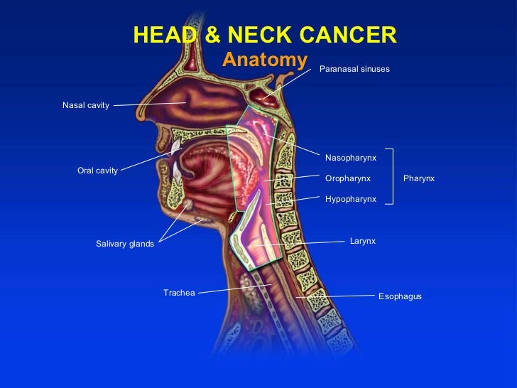 medical students 2011 j b vermorken head neck cancer session e head and neck cancer