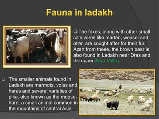  The foxes, along with other small
carnivores like marten, weasel and
otter, are sought after for their fur.
Apart from these, the brown bear is
also found in Ladakh near Dras and
the upper Suru Valley.



The smaller animals found in
Ladakh are marmots, voles and
hares and several varieties of
pika, also known as the mousehare, a small animal common in
the mountains of central Asia.

 