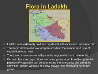





Ladakh is an extremely cold and dry desert with rocky and uneven terrain.
The harsh climate and low temperatures limit the number and type of
vegetation found here.
There are certain narrow valleys in the region which are quite fertile.
Certain plants and agricultural crops are grown apart from this, greenish
patches of vegetation can be seen round the riverbanks and along the
snow line, certain varieties of willow groves, wild roses and herbs are
grown.

 