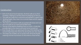 Construction
 Built of all natural local materials, the thick walls act as thick
insulation, helping to cool the interior by keeping out the sun.
 The walls are made from mud bricks and stacked in a giant circle.
 Building height, they close in to a conical shape and are capped
off by domes.
 The interior and exterior walls are packed with straw and mud
 the mud walls dry to a hard and durable finish.
 The top of the beehive dwellings have an oculus—a hole that
provides light to the interior and sucks hot air up and out.
 Even though there is an opening at the top of the dwelling, the
conical shape keeps the interior dry during the rare rainy season.
 The shape also enables rain to quickly drain off of the façade,
meaning minimal mud erosion on the exterior of the homes.
 