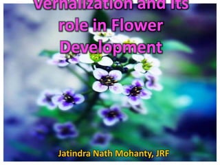 Vernalization and Its
role in Flower
Development
Jatindra Nath Mohanty, JRF
 