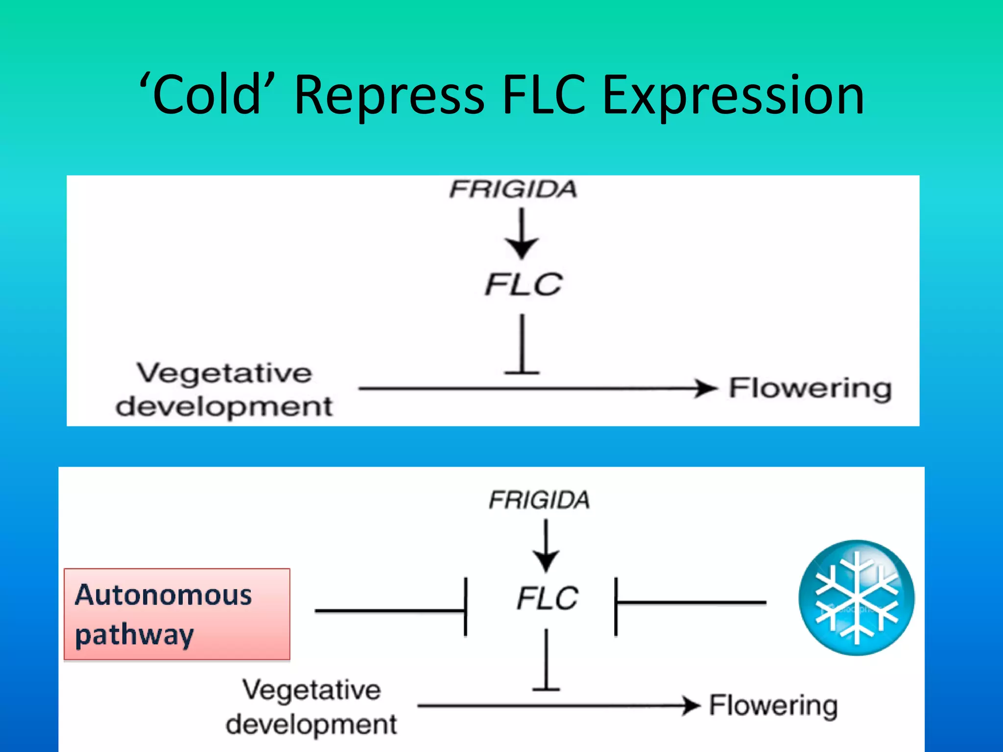 ‘Cold’ Repress FLC Expression
 