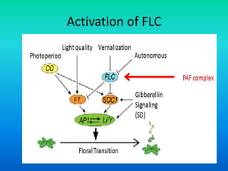 Activation of FLC
 