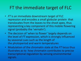 FT the immediate target of FLC
• FT is an immediate downstream target of FLC
repression and encodes a small globular protein that
translocates from the leaves to the shoot apex, thus
representing a key component of this mobile flowering
signal (probably the ‘vernalin’).
• The decision of ‘when to flower’ largely depends on
the level of FT expression, which is strongly influenced
by seasonal cues such as the length of
the photoperiod and warm temperatures
• Modulation of the chromatin state at the FT locus thus
illustrates as to how chromatin contributes to precise
transcriptional regulation by sensing environmental
signals.
 