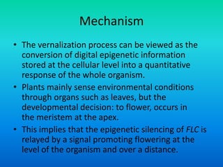 Mechanism
• The vernalization process can be viewed as the
conversion of digital epigenetic information
stored at the cellular level into a quantitative
response of the whole organism.
• Plants mainly sense environmental conditions
through organs such as leaves, but the
developmental decision: to flower, occurs in
the meristem at the apex.
• This implies that the epigenetic silencing of FLC is
relayed by a signal promoting flowering at the
level of the organism and over a distance.
 