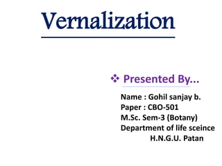 Vernalization
 Presented By...
Name : Gohil sanjay b.
Paper : CBO-501
M.Sc. Sem-3 (Botany)
Department of life sceince
H.N.G.U. Patan
 