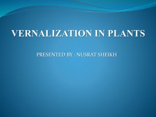 VERNALIZATION IN PLANTS
PRESENTED BY : NUSRAT SHEIKH
 
