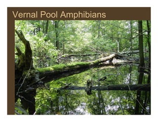 Vernal Pool Amphibians
 