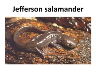 Jefferson salamander
 
