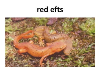 red efts
 