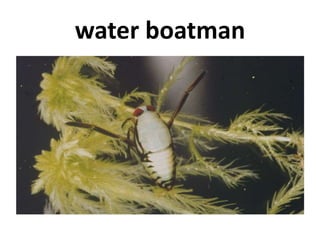 water boatman
 