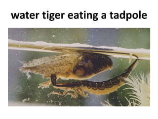 water tiger eating a tadpole
 