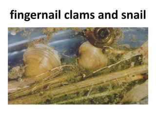 fingernail clams and snail
 