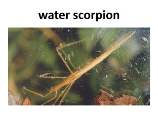 water scorpion
 