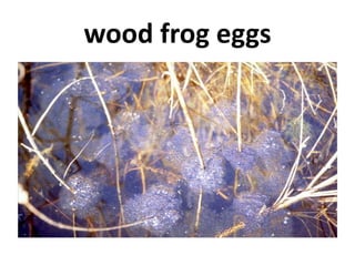 wood frog eggs
 