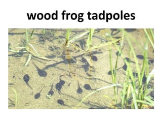wood frog tadpoles
 