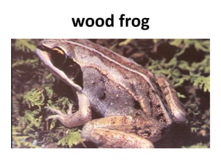 wood frog
 
