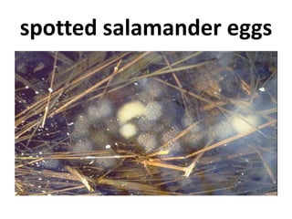 spotted salamander eggs
 