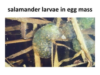 salamander larvae in egg mass
 