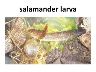 salamander larva
 