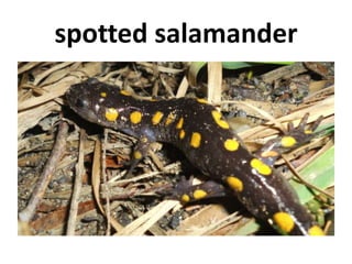 spotted salamander
 