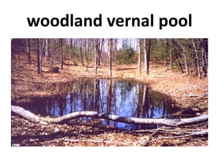 woodland vernal pool
 