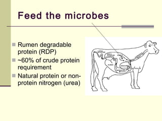 Protein Rumen Feeds, Nutrients and Animal Requirements | PPT