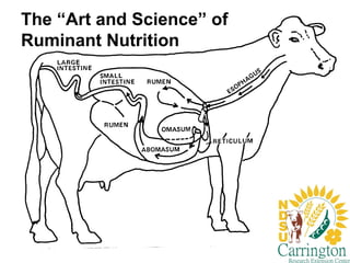 Feeds, Nutrients and Animal Requirements | PPT
