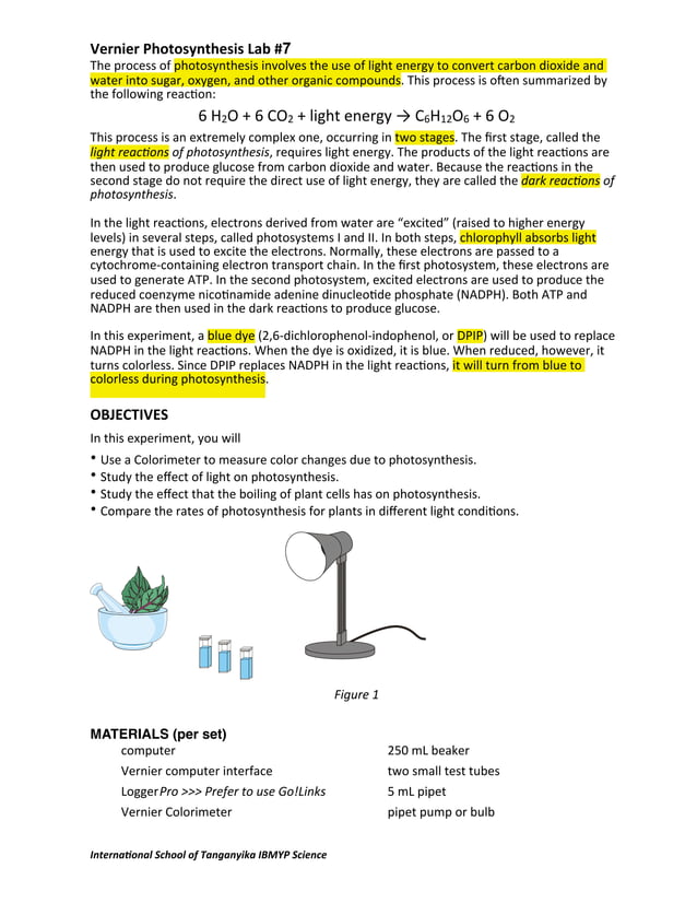 Vernier Photosynthesis Lab 7 PDF