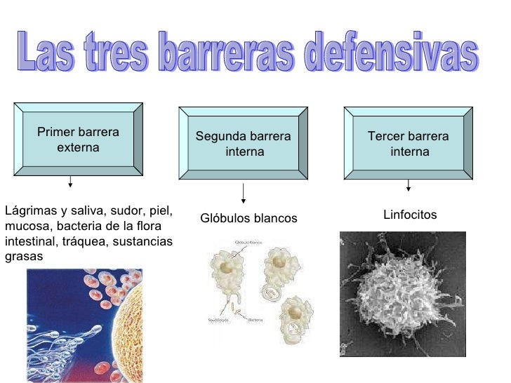 Gripe A