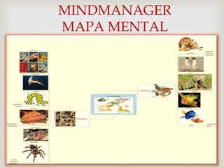MINDMANAGER
MAPA MENTAL
    
 