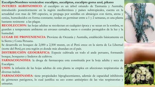 EucaliptoNombres vernáculos: eucalipto, aucaliptus, eucalipto goma azul, pikano
INTERES AGRONOMICO: el eucalipto es un árbol oriundo de Tasmania y Australia,
introducido posteriormente en la región mediterránea y países subtropicales, cuenta en la
actualidad con mas de 500 especies, se propaga por semillas en almácigos con tierra, arena y
ceniza, humedecidos en forma constante; tardan en germinar entre a 1 y 2 semanas, es una planta
bastante resistente a las plagas.
RECOLECCION: las hojas adultas se recolectan en cualquier época y se secan en la sombra, se
guardan a temperatura ambiente en envases cerrados, sacos o costales protegidos de la luz y la
humedad.
LUGAR DE PROVENIENCIA: Proviene de Oceanía y Australia, establecido básicamente en
la Sierra y Costa Peruana.
Se desarrolla en bosques de 2,000 a 2,500 msnm, en el Perú crece en la sierra de La Libertad
(norte del Perú),en esta región es donde más abundan en el país.
DISTRIBUCIÓN GEOGRÁFICA: Especie cultivada en todo el ande peruano, formando
bosque, bosquetes y linderos de cultivos.
FARMACOGNOSIA: la droga de farmacopea esta constituida por la hoja adulta y seca de
Eucalipto.
USOS: la infusión de las hojas adultas de esta planta se emplea en afecciones respiratorias de
diversas índole.
FARMACODINAMIA: tiene propiedades hipoglucemiantes, además de capacidad inhibitoria
de gérmenes patógenos, lo cual justifica su uso como antiséptico de las vías respiratorias y
urinarias.
 