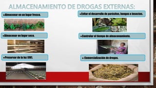 ●Almacenar en lugar seco.
●Almacenar en un lugar fresco. ●Evitar el desarrollo de parásitos, hongos e insectos.
●Preservar de la luz (UV). ● Comercialización de drogas.
●Controlar el tiempo de almacenamiento.
 