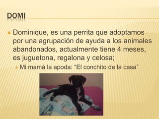 DOMI
 Dominique, es una perrita que adoptamos
por una agrupación de ayuda a los animales
abandonados, actualmente tiene 4 meses,
es juguetona, regalona y celosa;
 Mi mamá la apoda: “El conchito de la casa”
 