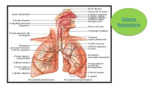 Sistema
Respiratorio
 