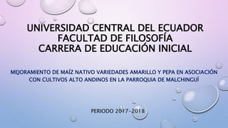 UNIVERSIDAD CENTRAL DEL ECUADOR
FACULTAD DE FILOSOFÍA
CARRERA DE EDUCACIÓN INICIAL
MEJORAMIENTO DE MAÍZ NATIVO VARIEDADES AMARILLO Y PEPA EN ASOCIACIÓN
CON CULTIVOS ALTO ANDINOS EN LA PARROQUIA DE MALCHINGUÍ
PERIODO 2017-2018
 