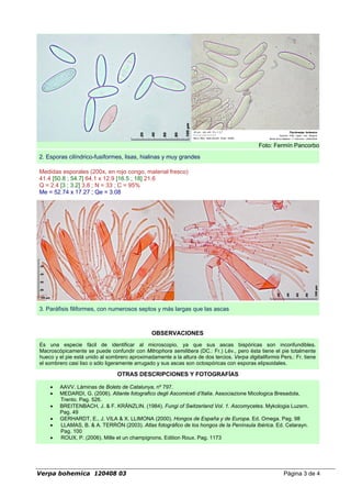 Foto: Fermín Pancorbo
2. Esporas cilíndrico-fusiformes, lisas, hialinas y muy grandes
Medidas esporales (200x, en rojo congo, material fresco)
41.4 [50.8 ; 54.7] 64.1 x 12.9 [16.5 ; 18] 21.6
Q = 2.4 [3 ; 3.2] 3.8 ; N = 33 ; C = 95%
Me = 52.74 x 17.27 ; Qe = 3.08
3. Paráfisis filiformes, con numerosos septos y más largas que las ascas
OBSERVACIONES
Es una especie fácil de identificar al microscopio, ya que sus ascas bispóricas son inconfundibles.
Macroscópicamente se puede confundir con Mitrophora semilibera (DC.: Fr.) Lév., pero ésta tiene el pie totalmente
hueco y el pie está unido al sombrero aproximadamente a la altura de dos tercios. Verpa digitaliformis Pers.: Fr. tiene
el sombrero casi liso o sólo ligeramente arrugado y sus ascas son octospóricas con esporas elipsoidales.
OTRAS DESCRIPCIONES Y FOTOGRAFÍAS
 AAVV. Láminas de Bolets de Catalunya, nº 797.
 MEDARDI, G. (2006). Atlante fotografico degli Ascomiceti d’Italia. Associazione Micologica Bresadola,
Trento. Pag. 526.
 BREITENBACH, J. & F. KRÄNZLIN. (1984). Fungi of Switzerland Vol. 1. Ascomycetes. Mykologia Luzern.
Pag. 49
 GERHARDT, E., J. VILA & X. LLIMONA (2000). Hongos de España y de Europa. Ed. Omega. Pag. 98
 LLAMAS, B. & A. TERRÓN (2003). Atlas fotográfico de los hongos de la Península Ibérica. Ed. Celarayn.
Pag. 100
 ROUX, P. (2006). Mille et un champignons. Edition Roux. Pag. 1173
Verpa bohemica 120408 03 Página 3 de 4
 