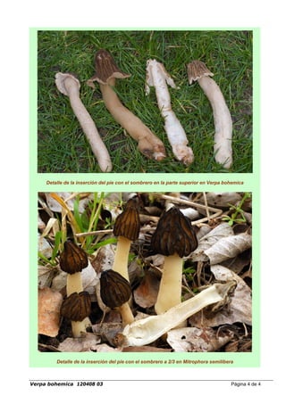 Detalle de la inserción del pie con el sombrero en la parte superior en Verpa bohemica
Detalle de la inserción del pie con el sombrero a 2/3 en Mitrophora semilibera
Verpa bohemica 120408 03 Página 4 de 4
 