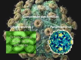 Verrugas, herpes, mixovirus | PPSX
