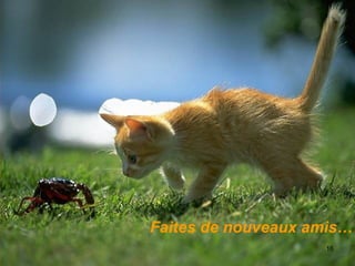 Faites de nouveaux amis… 