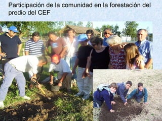 Participación de la comunidad en la forestación del predio del CEF 