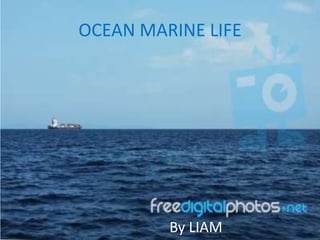 OCEAN MARINE LIFE




         By LIAM
 