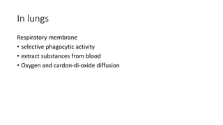 In lungs
Respiratory membrane
• selective phagocytic activity
• extract substances from blood
• Oxygen and cardon-di-oxide diffusion
 