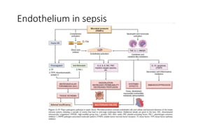 Endothelium in sepsis
 