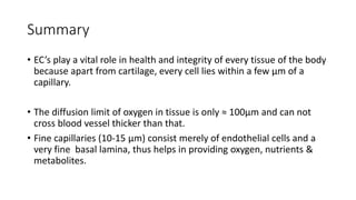 Summary
• EC’s play a vital role in health and integrity of every tissue of the body
because apart from cartilage, every cell lies within a few µm of a
capillary.
• The diffusion limit of oxygen in tissue is only ≈ 100µm and can not
cross blood vessel thicker than that.
• Fine capillaries (10-15 µm) consist merely of endothelial cells and a
very fine basal lamina, thus helps in providing oxygen, nutrients &
metabolites.
 