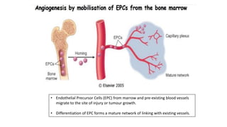 • Endothelial Precursor Cells (EPC) from marrow and pre-existing blood vessels
migrate to the site of injury or tumour growth.
• Differentiation of EPC forms a mature network of linking with existing vessels.
 