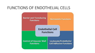 FUNCTIONS OF ENDOTHELIAL CELLS
 