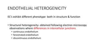 ENDOTHELIAL HETEROGENICITY
EC’s exhibit different phenotype- both in structure & function
• Structural heterogeneity- obtained following electron microscopy
observations where differences in intercellular junctions
• continuous endothelium
• fenestrated endothelium
• discontinuous endothelium
 