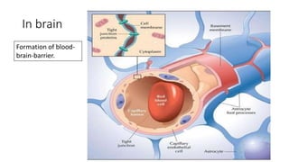 In brain
Formation of blood-
brain-barrier.
 