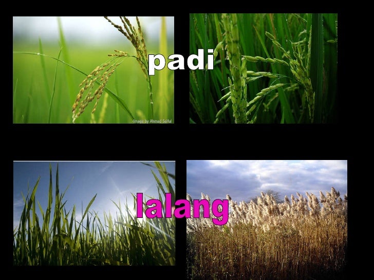 Image result for lalang vs padi